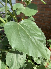 Helianthus annuus