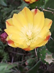 Opuntia monacantha