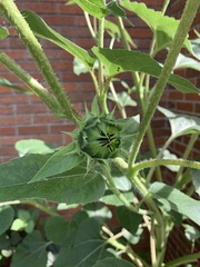 Helianthus annuus