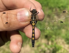 Leucorrhinia rubicunda