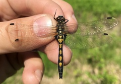 Leucorrhinia rubicunda