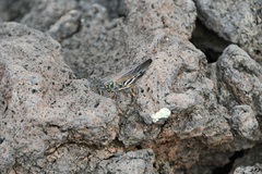 Schistocerca melanocera