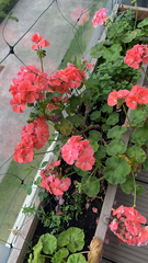 Pelargonium