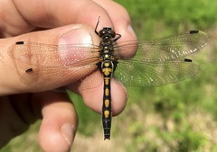 Leucorrhinia rubicunda