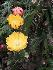 Opuntia monacantha