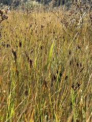 Carex simulata