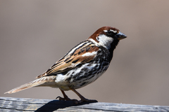 Passer hispaniolensis