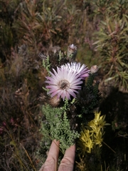 Phaenocoma prolifera