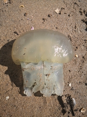 Dactyliophorae