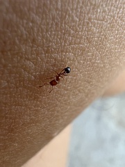 Solenopsis xyloni
