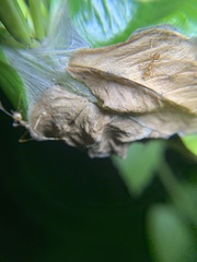 Oecophylla smaragdina