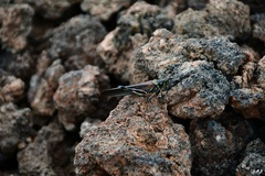Schistocerca melanocera