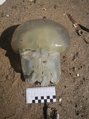 Dactyliophorae