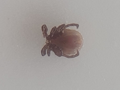 Ixodes ricinus