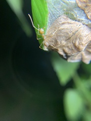 Oecophylla smaragdina