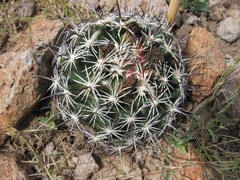 Coryphantha