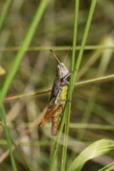 Gomphocerippus rufus