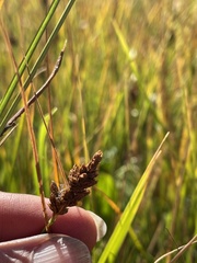 Carex simulata