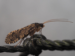 Polycentropodidae