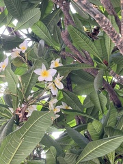Plumeria