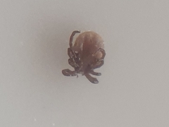Ixodes ricinus