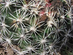 Coryphantha