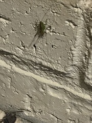 Conocephalini