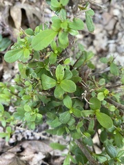 Rhododendron indicum