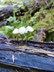 Mycena