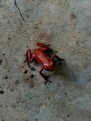 Oophaga pumilio