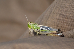 Stenobothrus lineatus