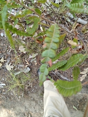Comptonia peregrina