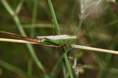 Conocephalus fuscus