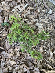 Rhododendron indicum