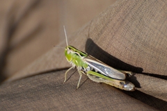 Stenobothrus lineatus