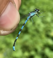 Coenagrion hastulatum