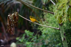 Setophaga petechia aureola