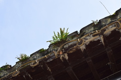 Lepisorus thunbergianus