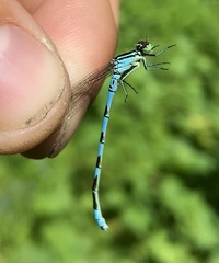 Coenagrion hastulatum