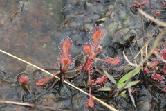 Drosera madagascariensis