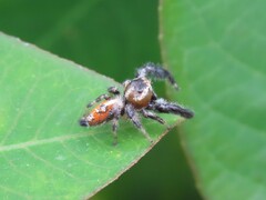 Thyene imperialis
