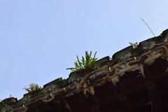 Lepisorus thunbergianus