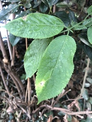 Sambucus nigra