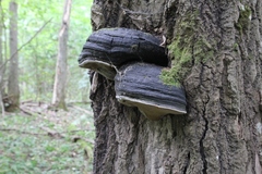 Phellinus