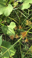 Cyperus esculentus