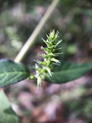 Achyranthes