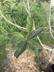 Chionanthus virginicus