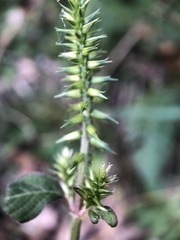 Achyranthes