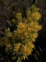 Leucadendron xanthoconus