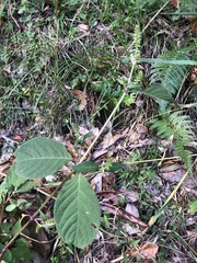Achyranthes